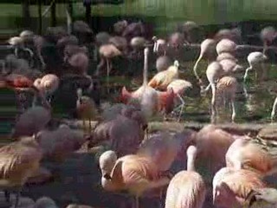 zoo de la palmyre