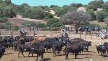 Au sein de la ganaderia de toros bravos de Torrestrella