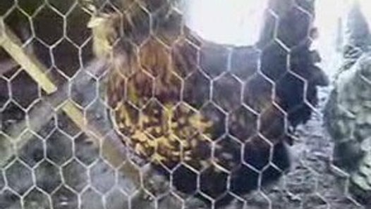 rüyada pişmiş tavuk eti yemek diyanet