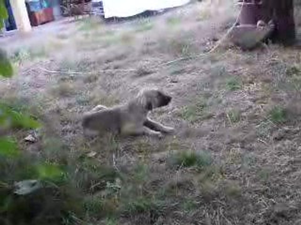 tipsiz köpek