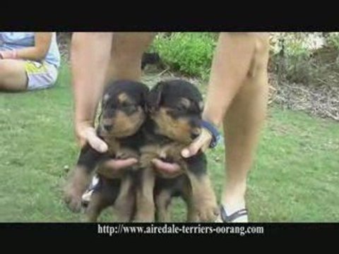 Airedale puppies - Oorang Airedale puppies