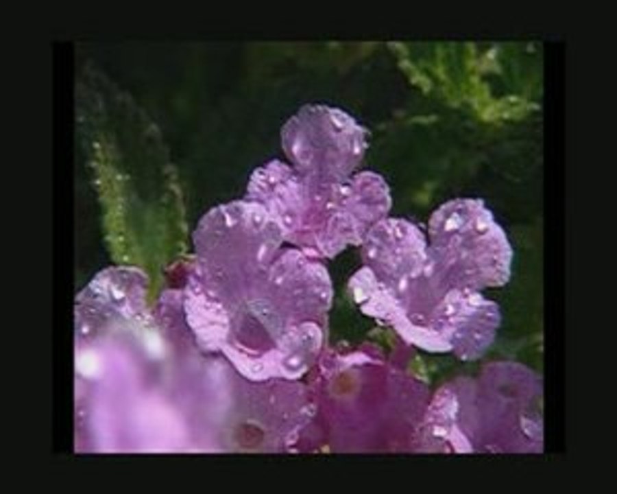 Riegos Meryva pasión por el riego