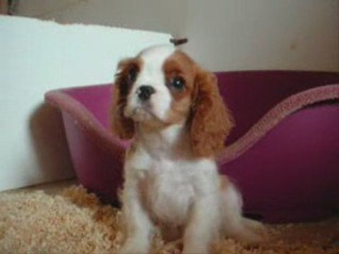 eugenie, chiot cavalier king charles