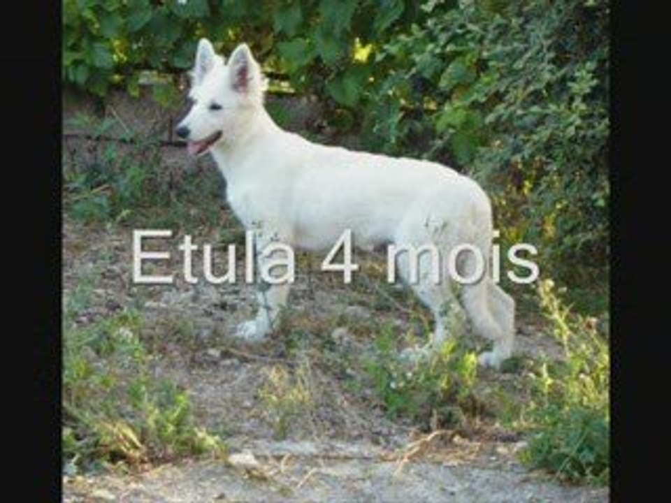 chiens 4 mois