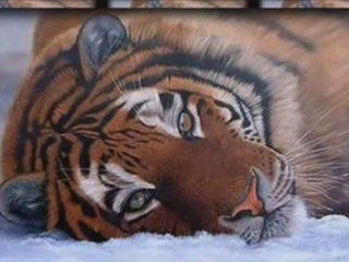 ANIMAUX PARLANTS ET IMAGES INSOLITES