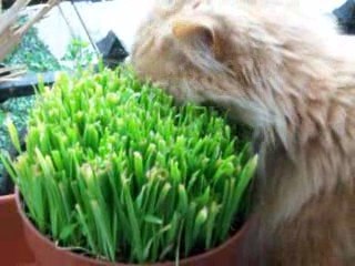 Garfield qui deguste son herbe à chat !
