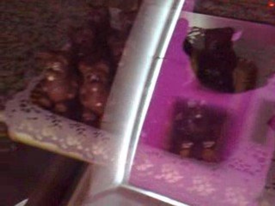 paques avant l'heure