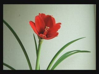 voeux 2009 marguerite