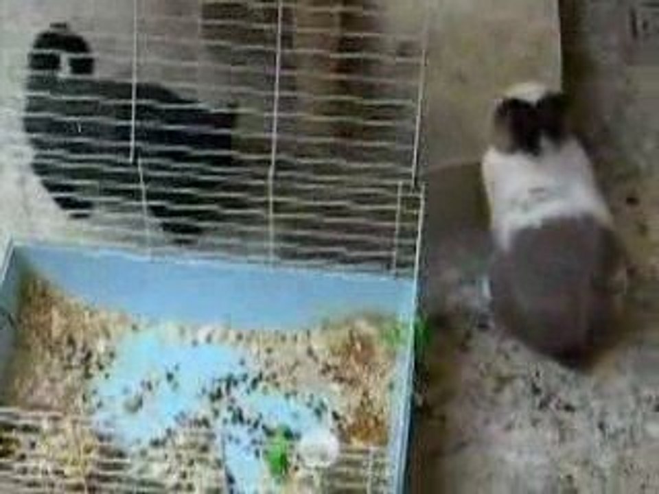 Rabbit is an Dangerous Animal