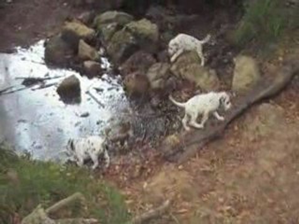 NOS CHIOTS DALMATIEN