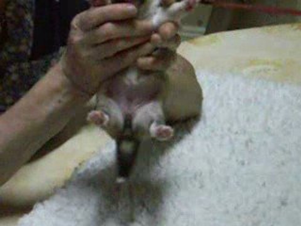 Femelle fauve de AWAKE GOLD le 20 août 2009