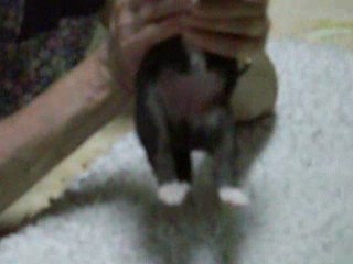 Femelle tricolore de AWAKE GOLD le 20 août 2009