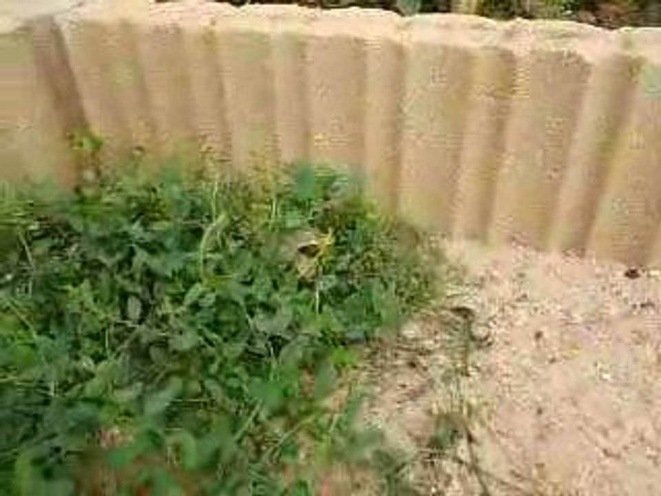 cachée dans le liseron