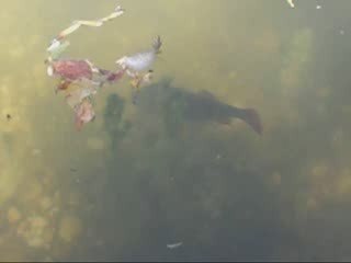 perche de 32 cm  en no-kill