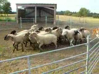 Déli au troupeau, le 20/08/09, façon JJRanch