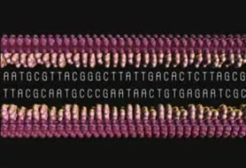 DNA Chapter 2 rna protein kromozom kenanizm