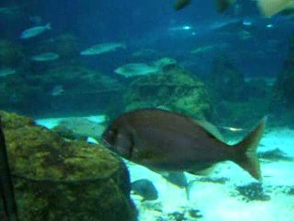 aquarium de barcelone 2