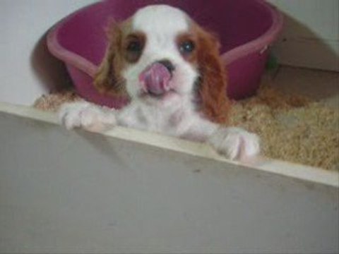 essex, chiot cavalier king charles