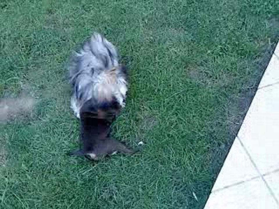 MOV00264 STAFFIE