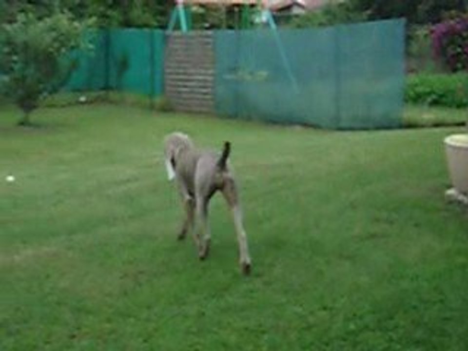 Voyelle_Chrystalle_à_St_Romain_037