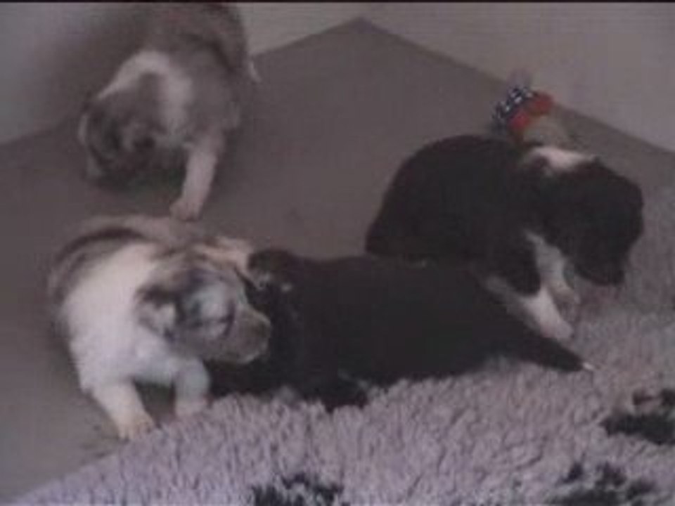 Chiots Cheyenne 18 jours