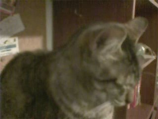 Un gato + question mark and the mysterians - 96 t + Un modem