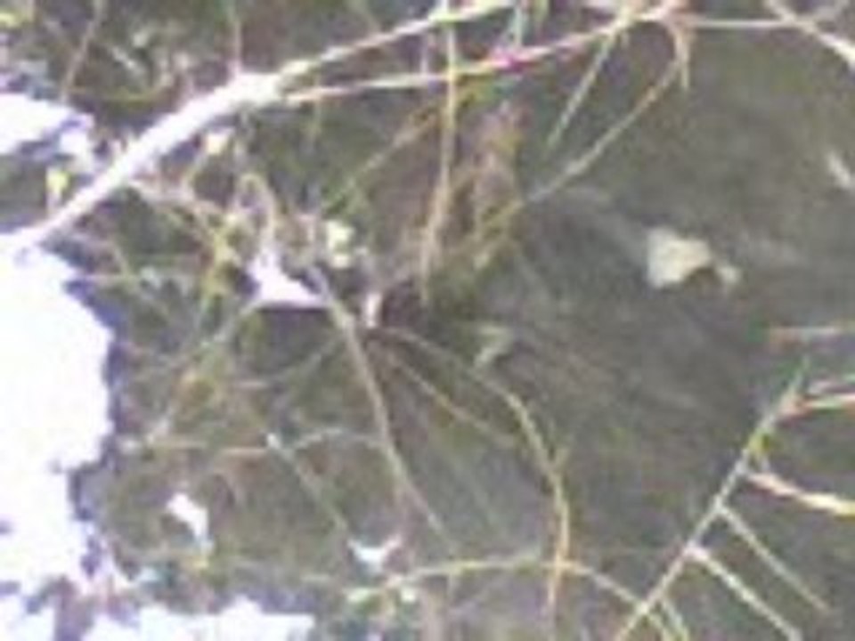 Kırıkkale çulluk avımız