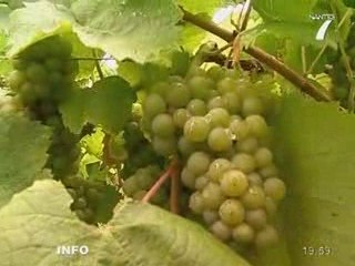 Viticulture : Prêts à vendanger ? (Pays de la Loire)