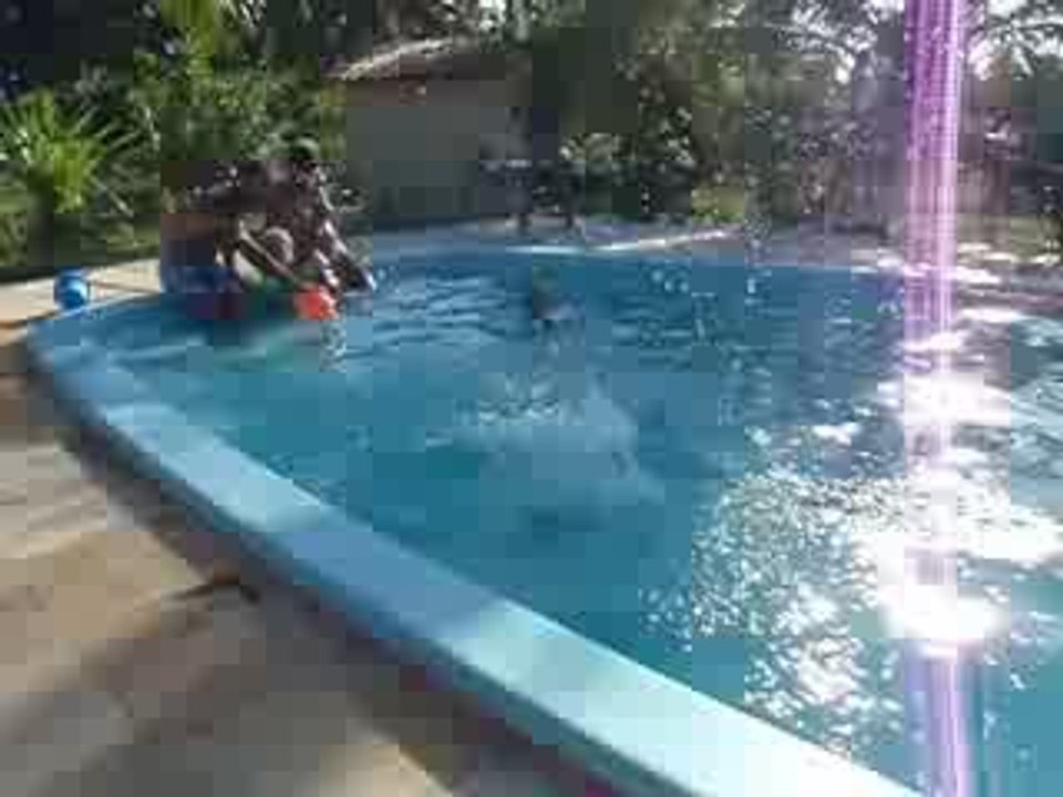 Plongeon