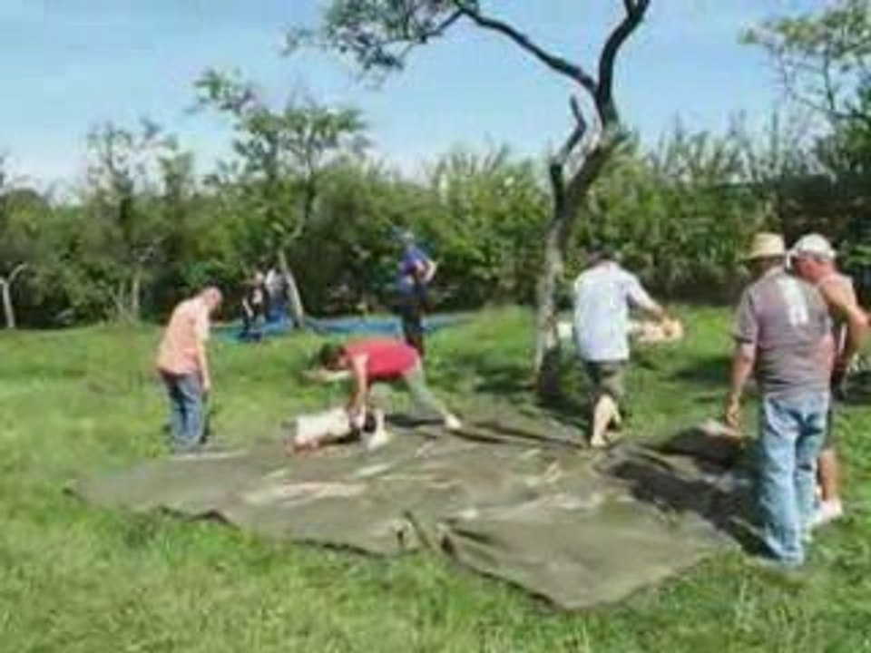 mirabelles 18 aout 2009