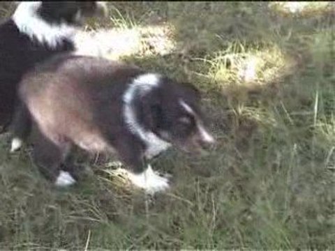 Première sortie chiots Vanou