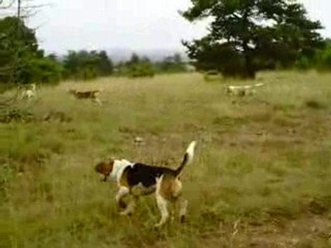 Petite Sortie au parc a lievre avec les beagles