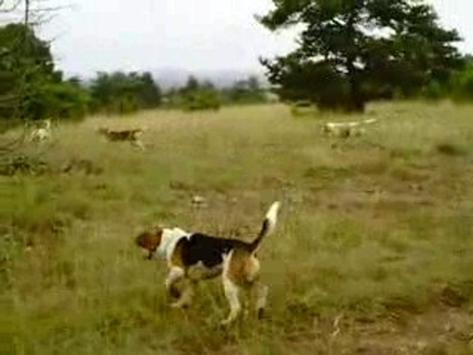 Petite Sortie au parc a lievre avec les beagles