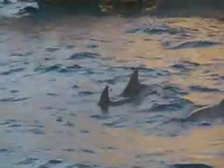 safari dauphin tom marie popo