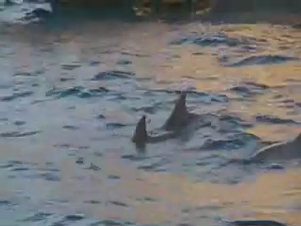 safari dauphin tom marie popo