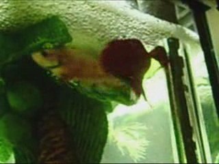 enlacement betta splendens