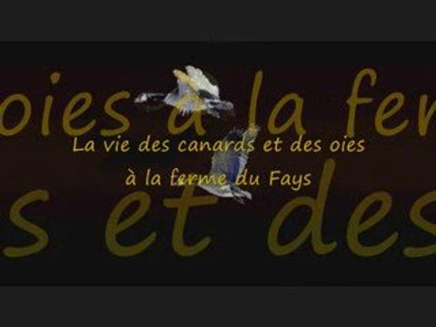 Stages à la ferme pédagogique du Fays dans la forêt d'Othe