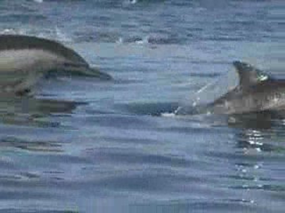 Dolphin Stampede