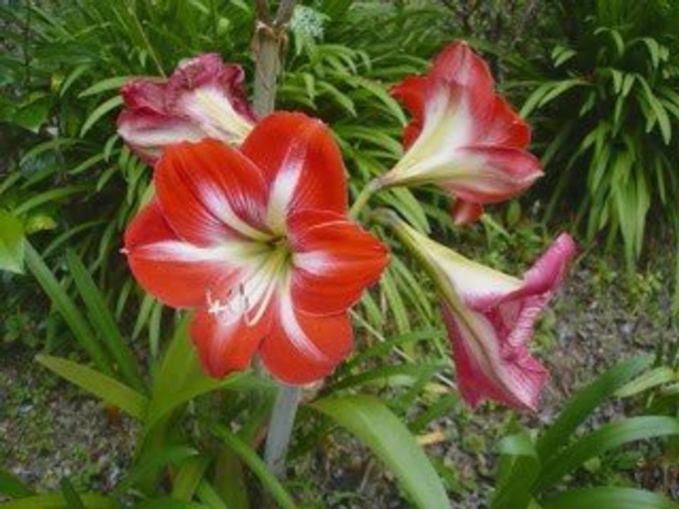 Cameron Highlands, Malaisie