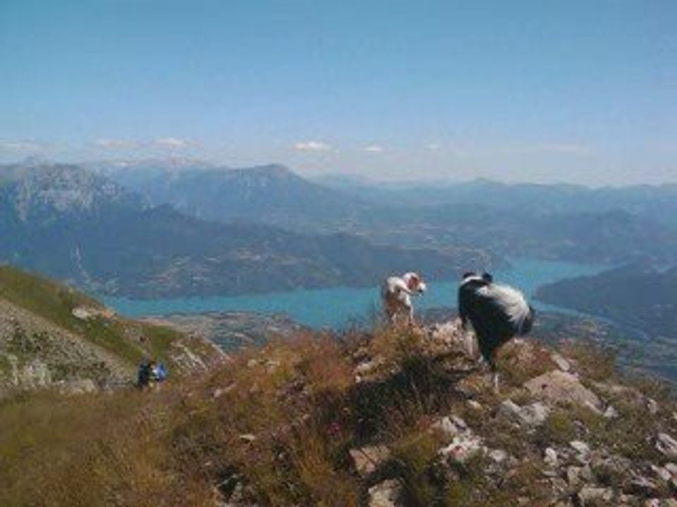 cani rando