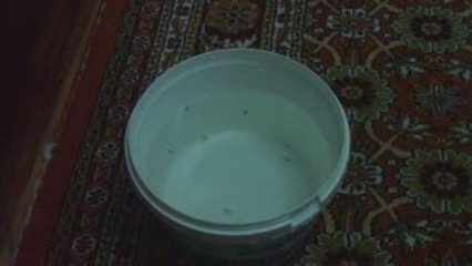 Sarı prenses kusturma