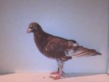 Pigeon Pal's Daily Racing Club 36 Adoption Catalog