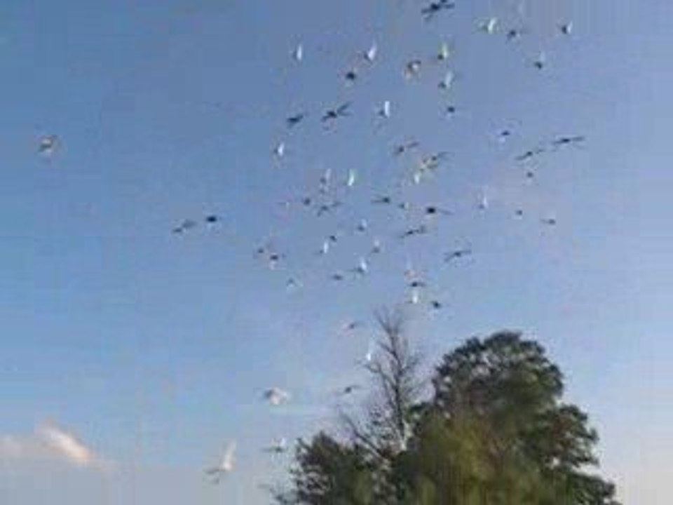 Pigeon Pal's Daily Racing Club News 35 10days Left To Adopt