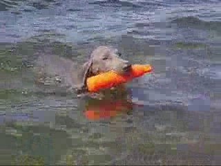 mes weimar nageurs été 2009