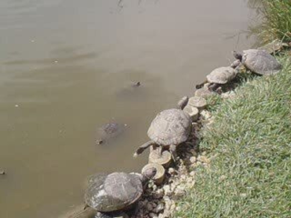 tortues