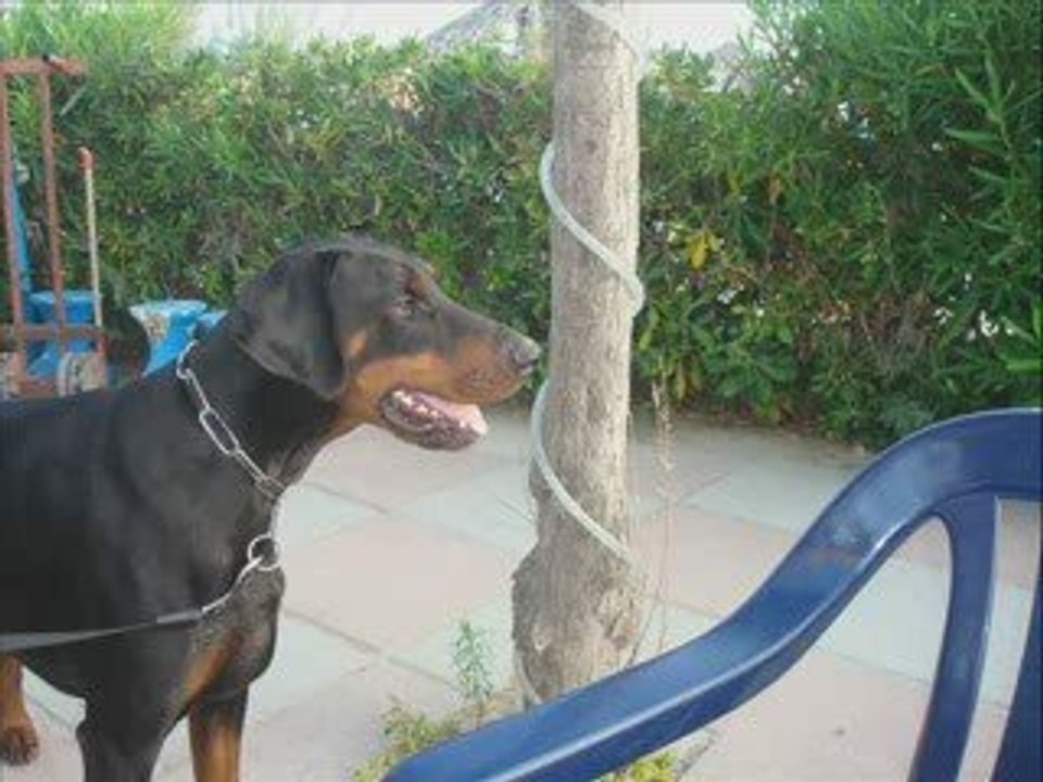 Sherkan en vacance en Italie