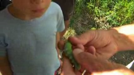 chenille du Sphinx du chêne au jardin des papillons de Digne
