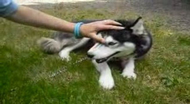 Winnie premiers pas dehors !