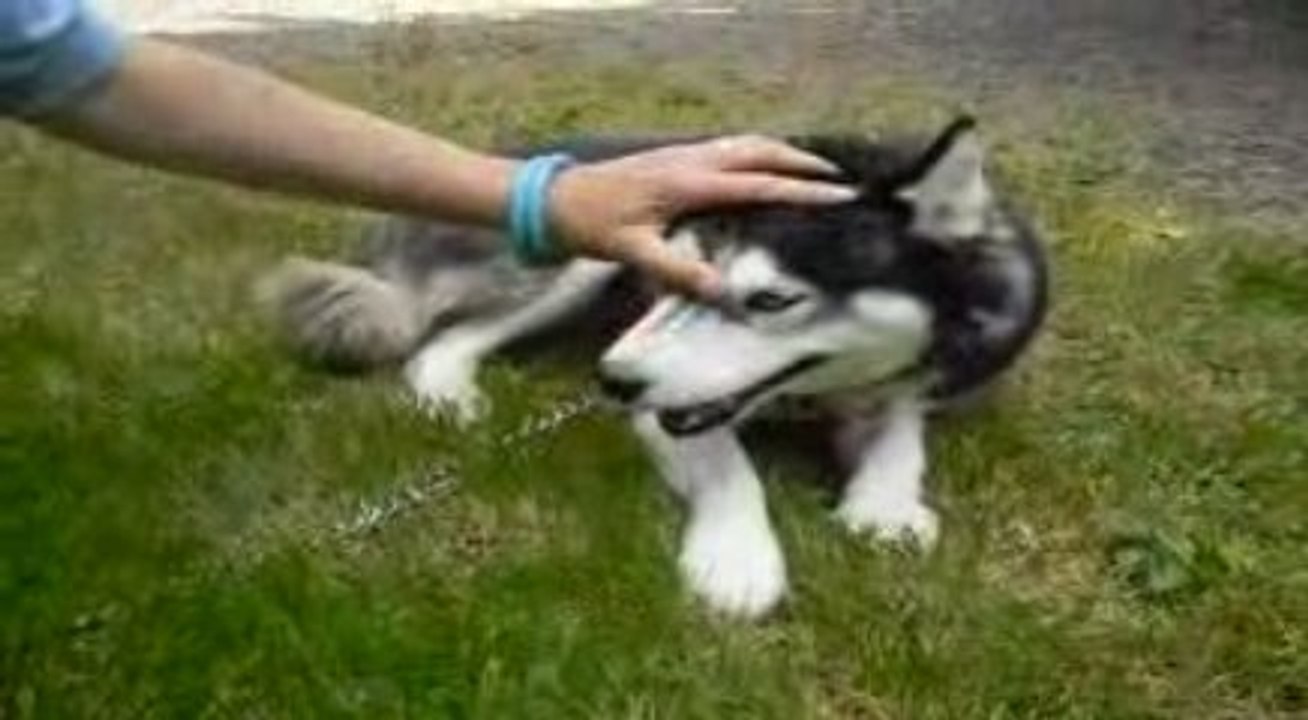 Winnie premiers pas dehors !