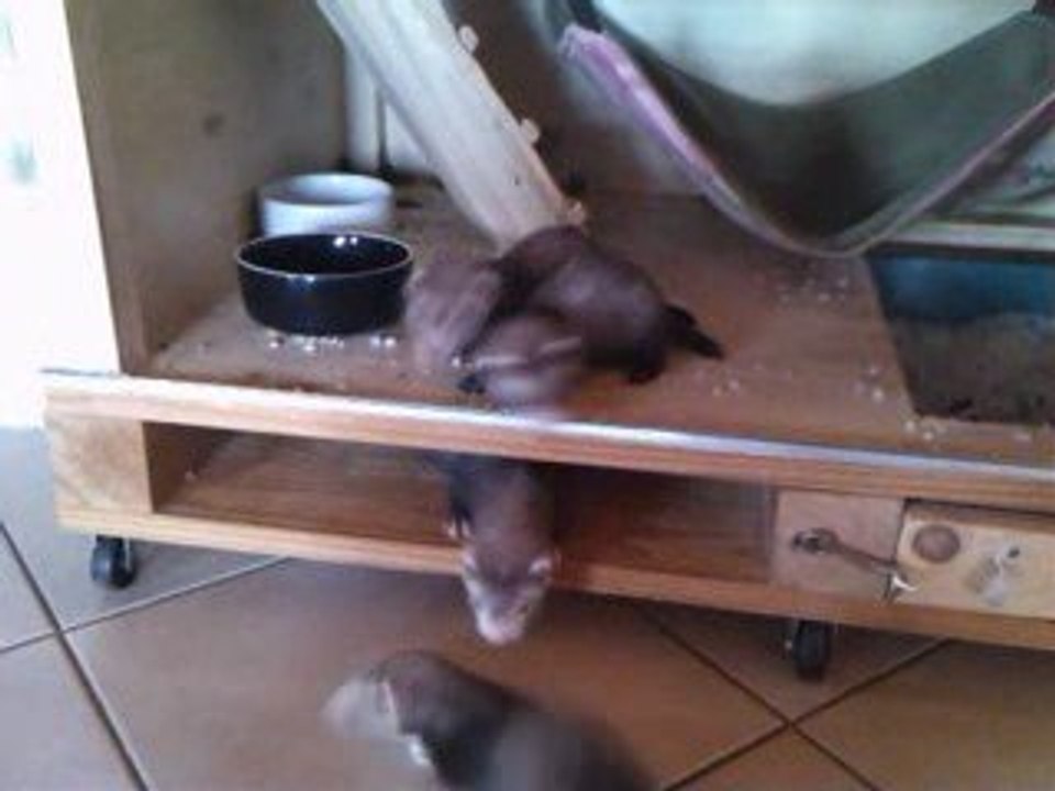 furet: texas et sa troupe